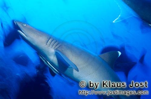 Weissspitzen-Riffhai/Whitetip reef shark/Triaenodon obesus        Weissspitzen-Riffhai steigt diagon