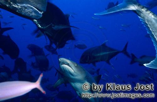 Weissspitzen-Riffhai/Whitetip reef shark/Triaenodon obesus        Weissspitzen-Riffhai schaut zur Di
