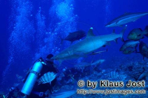 Weissspitzen-Riffhai/Whitetip reef shark/Triaenodon obesus        Weissspitzen-Riffhai naehert sich 