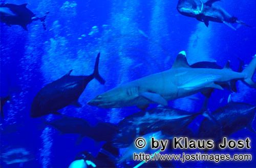 Weissspitzen-Riffhai/Whitetip reef shark/Triaenodon obesus        Weissspitzen-Riffhai und Dickkopf-