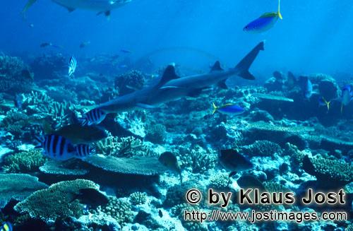 Weissspitzen-Riffhai/Whitetip reef shark/Triaenodon obesus        Weissspitzen-Riffhai schwimmt uebe