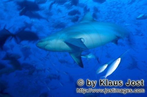 Bullenhai/Carcharhinus leucas        Bullenhai in einer Fischkonzentration        Der Stierhai od