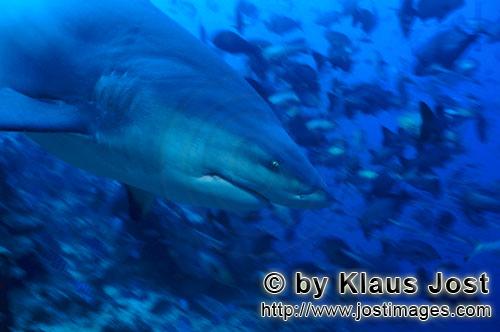 Bullenhai/Carcharhinus leucas        Bullenhai Porträt von der Seite        Der Stierhai oder ge
