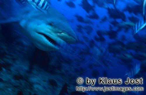 Bullenhai/Carcharhinus leucas        Charakterkopf Bullenhai         Der Stierhai oder gemeine Gr