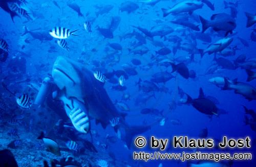 Bullenhai/Bull Shark/Carcharhinus leucas        Bullenhai dicht am Taucher        Der Stierhai od