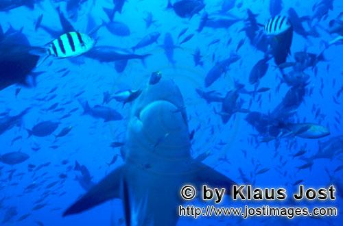 Bullenhai/Carcharhinus leucas        Bullenhai im vertikalen Aufstieg        Der Stierhai oder ge