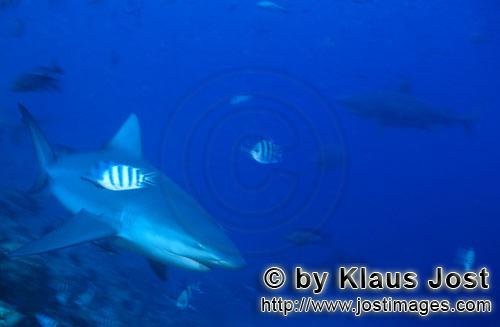Bullenhai/Carcharhinus leucas        Bullenhai an der Riffgrenze         Der Stierhai oder gemein