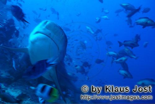 Bullenhai/Carcharhinus leucas        Bullenhai schaut nach oben        Der Stierhai oder gemeine 