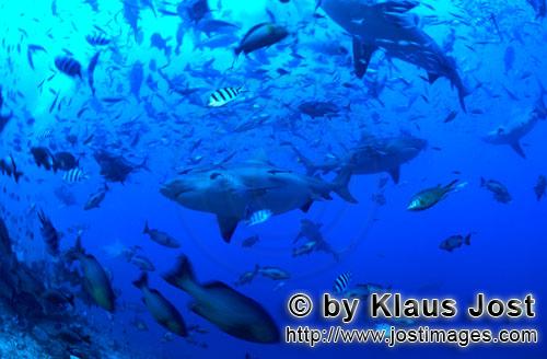 Bullenhai/Bull Shark/Carcharhinus leucas        Bullenhaie in Fischkonzentration        Der Stier
