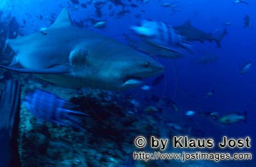 Bullenhai/Bull Shark/Carcharhinus leucas        Bullenhai entfernt sich vom Riff        Der Stier
