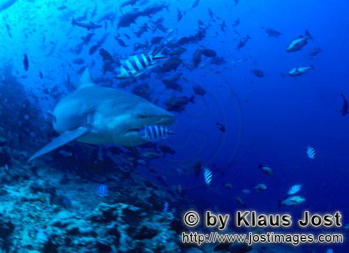 Bullenhai/Carcharhinus leucas        Bullenhai verläßt das Riff        Der Stierhai oder gemein