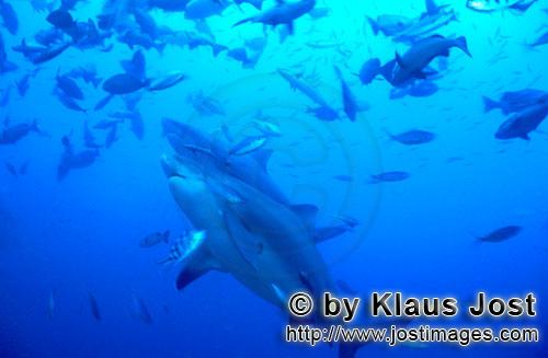 Bullenhai/Bull Shark/Carcharhinus leucas        Zwei Bullenhaie im Aufstieg         Der Stierhai 