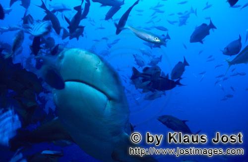 Bullenhai/Carcharhinus leucas        Bullenhai im diagonalen Aufstieg        Der Stierhai oder ge