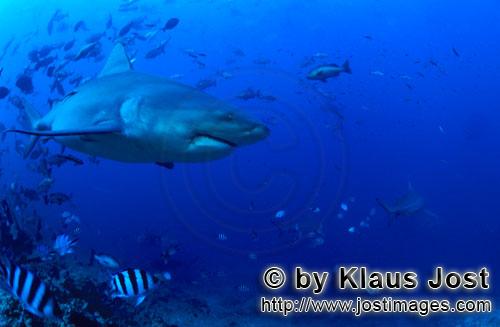 Bullenhai/Carcharhinus leucas        Bullenhai an der Riffkante        Der Stierhai oder gemeine 