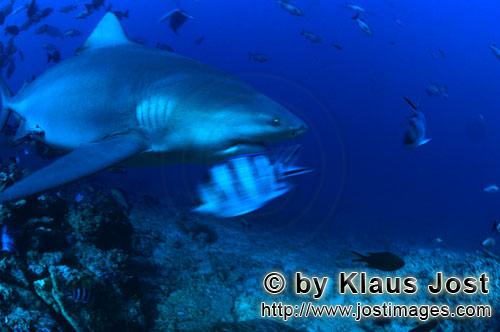 Bullenhai/Carcharhinus leucas        Bullenhai auf Erkundung im Riff        Der Stierhai oder gem