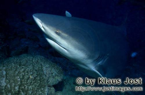 Bullenhai/Carcharhinus leucas        Bullenhai Porträt        Der Stierhai oder gemeine Grundhai