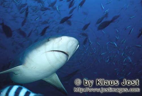 Bullenhai/Carcharhinus leucas        Bullenhai Unterseite        Der Stierhai oder gemeine Grundh