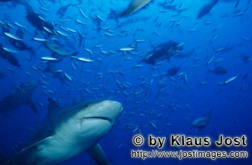 Bullenhai/Carcharhinus leucas        Bullenhai umgeben von Rifffischen         Der Stierhai oder 