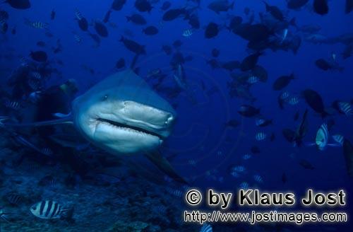 Bullenhai/Bull Shark/Carcharhinus leucas        Bullenhai frontal        Der Stierhai oder gemein