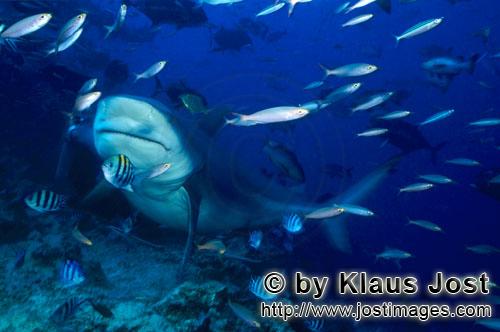 Bullenhai/Carcharhinus leucas        Imposanter Bullenhai         Der Stierhai oder gemeine Grund