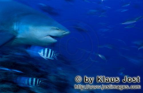 Bullenhai/Bull Shark/Carcharhinus leucas        Seitliches Bullenhai Porträt        Der Stierhai