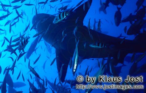 Bullenhai/Bull Shark/Carcharhinus leucas        Bullenhai im Gegenlicht        Der Stierhai oder 