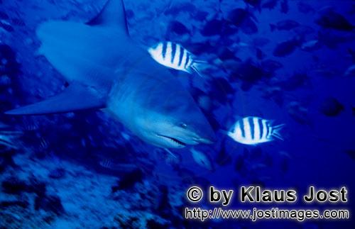 Bullenhai/Carcharhinus leucas        Bullenhai unterwegs am Riff        Der Stierhai oder gemeine