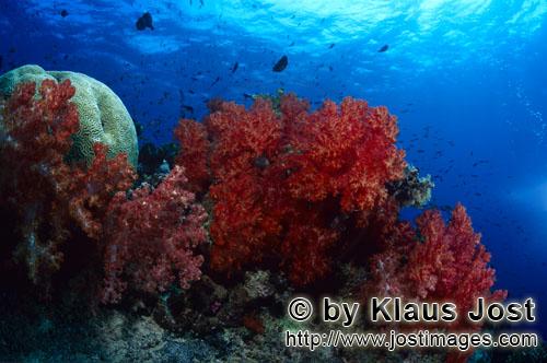 Weichkoralle/soft coral/Dendronephthya sp        Leuchtende Weichkorallen in der Beqa Lagoon        
