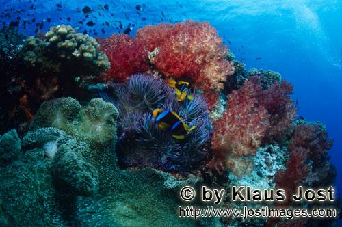 Weichkoralle/soft coral/Dendronephthya sp        Plakativ leuchtende Weichkorallen        Weichkoral
