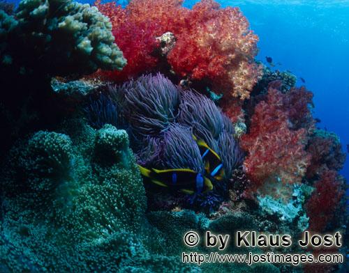 Weichkoralle/soft coral/Dendronephthya sp        Weichkorallen im Korallenriff        Weichkorallen 