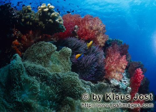Weichkoralle/soft coral/Dendronephthya sp        Weichkorallen sind ein auffallender Riffbestandteil