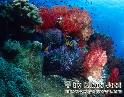 Weichkoralle/soft coral/Dendronephthya sp        Farbenpraechtige Weichkorallen in der Beqa Lagoon</