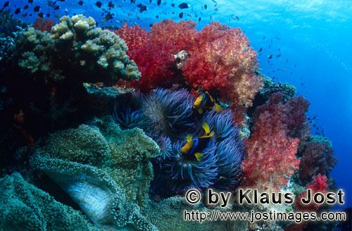 Weichkoralle/soft coral/Dendronephthya sp        Farbenfrohe Weichkorallen in einem Suedsee Riff