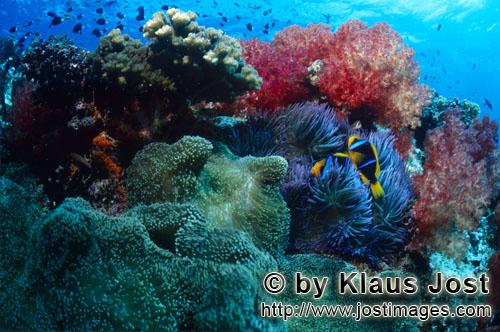 Weichkoralle/soft coral/Dendronephthya sp        Plakativ leuchtende Weichkorallen im Riff        We