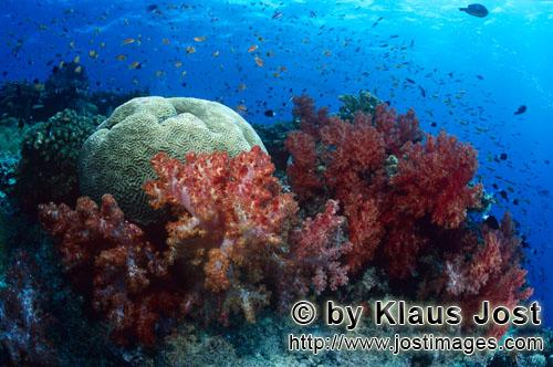Weichkoralle/soft coral/Dendronephthya sp        Weichkorallen sind ein absoluter yey catcher im Rif