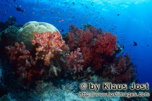 Weichkoralle/soft coral/Dendronephthya sp        Eye catcher Weichkoralle im Riff        Weichkorall
