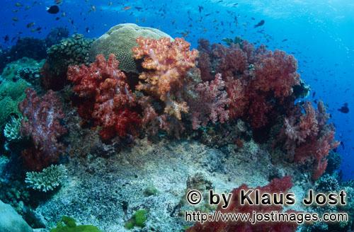 Weichkoralle/soft coral/Dendronephthya sp            Rifflandschaft mit bunten Weichkorallen        We