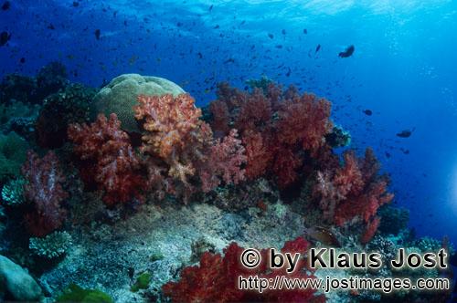 Weichkoralle/soft coral/Dendronephthya sp        Rifflandschaft mit farbenfrohen Weichkorallen    