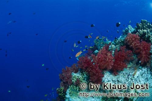 Weichkoralle/soft coral/Dendronephthya sp        Weichkorallen im Riff        Weichkorallen sind ein
