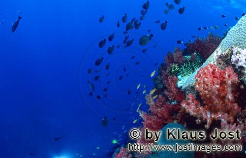 Weichkoralle/soft coral/Dendronephthya sp        Leuchtende Weichkorallen        Weichkorallen sind 