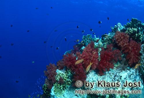Weichkoralle/soft coral/Dendronephthya sp        Weichkorallen an einem Korallenturm        Weichkor