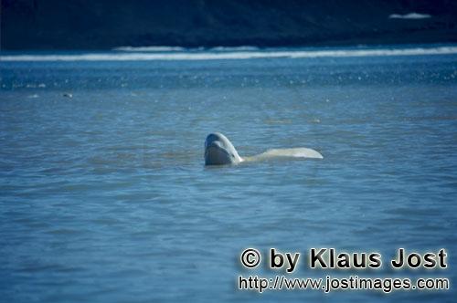 Beluga/Beluga whale/Delphinapterus leucas        Beluga hebt den Kopf über Wasser        Am Cunnigh