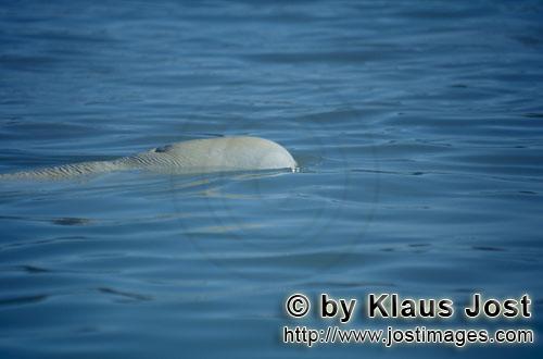 Beluga/Beluga whale/Delphinapterus leucas        Beluga im Meer        Am Cunnigham Inlet auf Somers