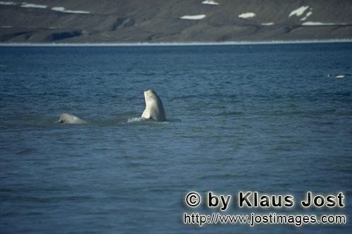 Beluga/Beluga whale/Delphinapterus leucas        Beluga durchbricht die Wasseroberflaeche        Am 