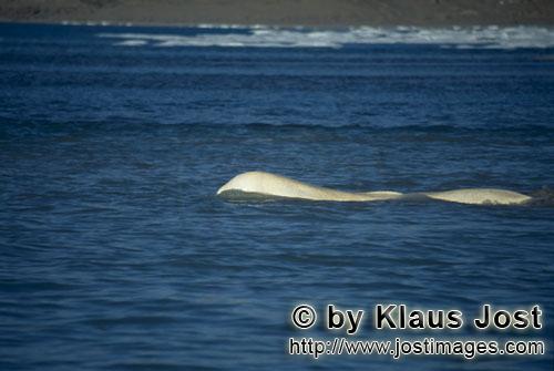 Beluga/Beluga whale/Delphinapterus leucas        Weißwal an der Wasseroberfläche        Am Cunnigh
