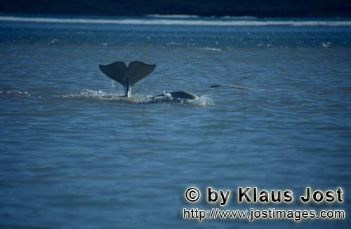 Beluga/Beluga whale/Delphinapterus leucas        Auffallende Beluga Schwanzflosse ragt aus dem Wasse