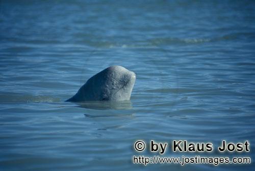 Beluga/Beluga whale/Delphinapterus leucas        Junger Beluga schaut aus dem Wasser        Am Cunni
