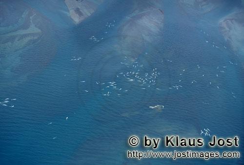 Beluga/Beluga whale/Delphinapterus leucas        Belugas am Cunnigham Inlet         Am Cunnigham Inl