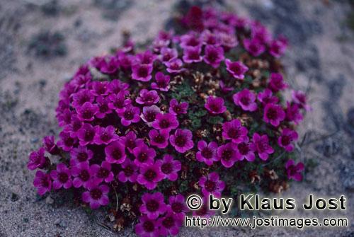 Gegenblättriger Steinbrech/purple saxifrage/Saxifraga oppositifolia        Gegenblättriger Steinbr