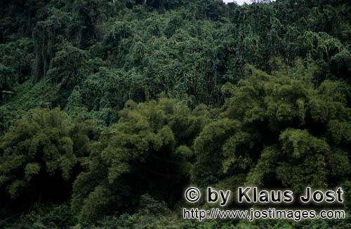 Regenwald/Viti Levu/Fidschi        Fidschis Grüner Dschungel        Ungefaehr 40 Prozent der Flaech